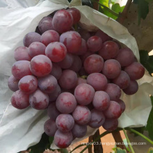 new season high quality red globe grapes